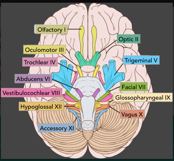 cranial nerves image